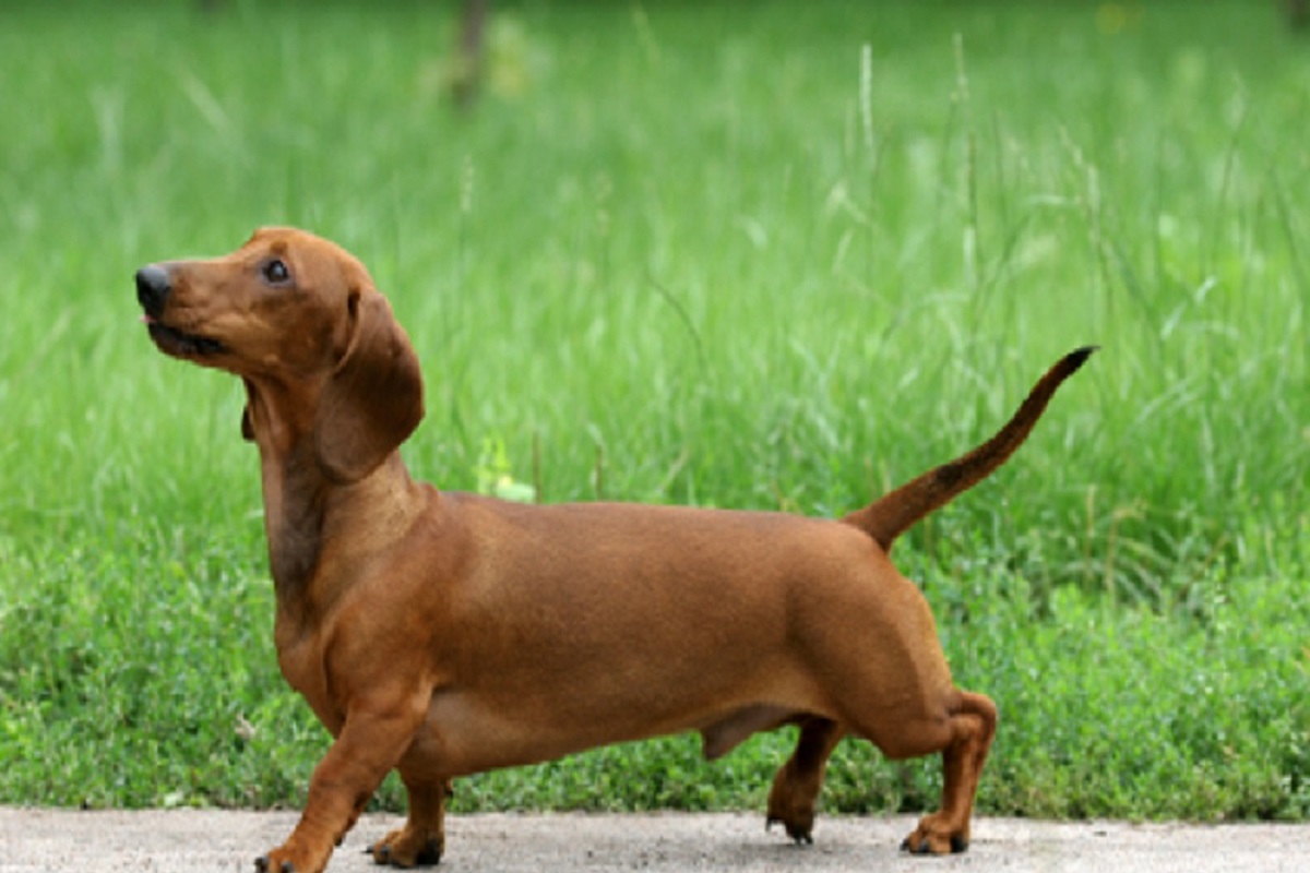 Dachshund