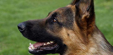 German Shepherd