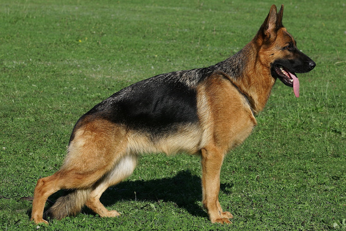 German Shepherd