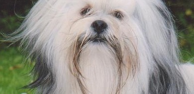 Lhasa Apso