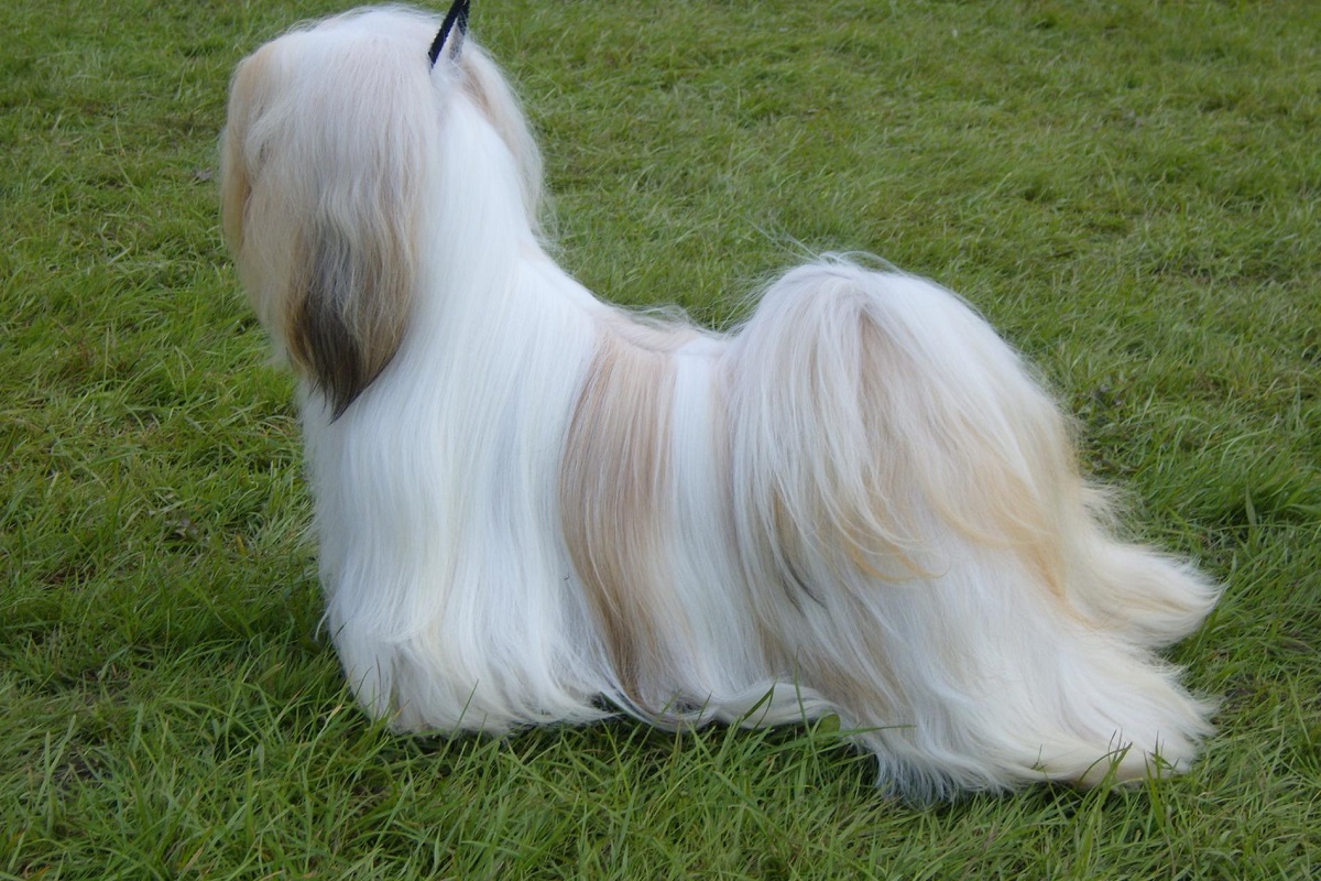 Lhasa Apso