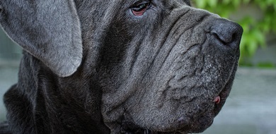 Neopolitan Mastiff