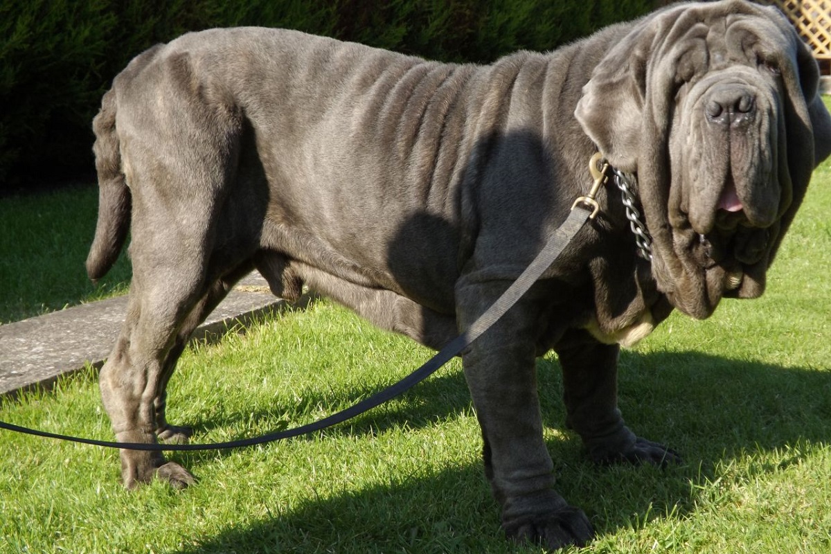 Neopolitan Mastiff